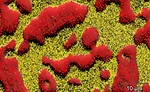 Figure 3. High magnification EDS phase maps for Austenite (red) and Ferrite (yellow) phases within the Duplex. 