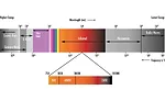 Figure 1. The electromagnetic spectrum stretches from high energy