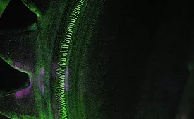 Figure 1 – Fluorescent Grinding Crack Indications. 