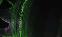 Figure 1 – Fluorescent Grinding Crack Indications. Figure 1 – Fluorescent Grinding Crack Indications.