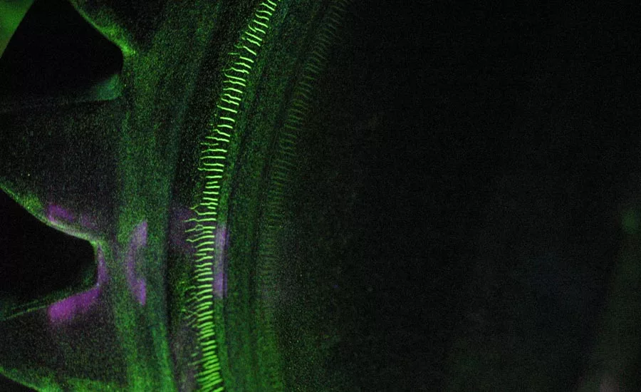 Figure 1 – Fluorescent Grinding Crack Indications.