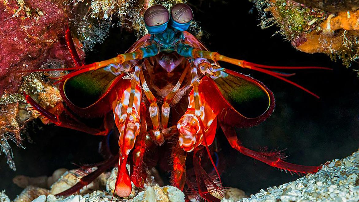 QM 0222 Test & Inspection: Pixels Figure 11 - Mantis Shrimp