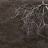 Root system in soil