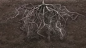 Root system in soil