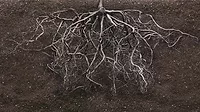 Root system in soil Root system in soil