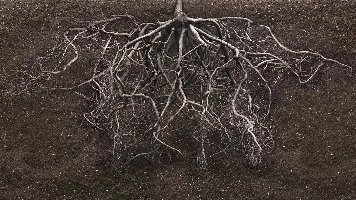 Root system in soil