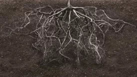 Root system in soil