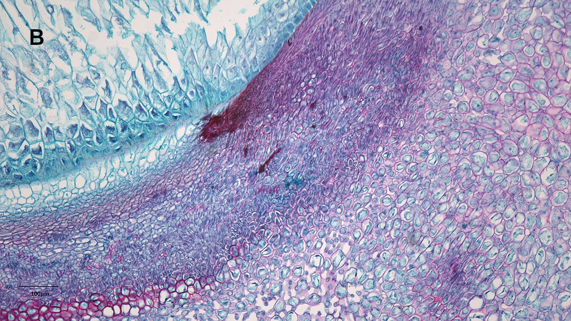 Figure 7. Hematoxylin & Eosin stained sample of Zea seed b) Image taken with 10X Plan APO Infinity Objective B.