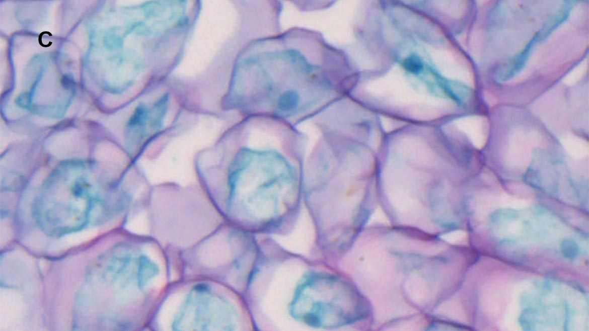 Figure 7. Hematoxylin & Eosin stained sample of Zea seed c) Zoomed in image of the corner field taken with 10X Plan APO Infinity Objective A.