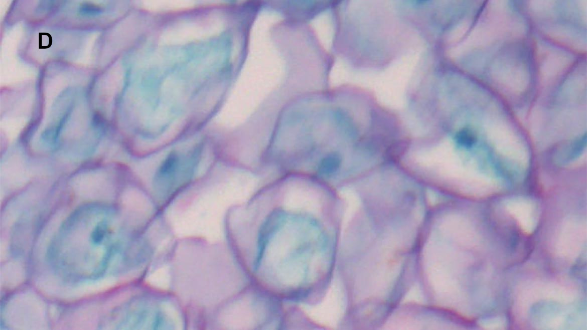 Figure 7. Hematoxylin & Eosin stained sample of Zea seed d) Zoomed in image of the corner field image taken with 10X Plan APO Infinity Objective B.