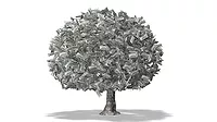 Money Tree on White Background Money Tree on White Background