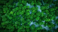 A 3D rendering of a misty green forest in aerial view.