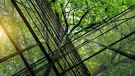 a close-up view of bamboo plants. 