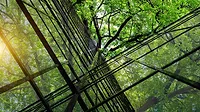a close-up view of bamboo plants. 