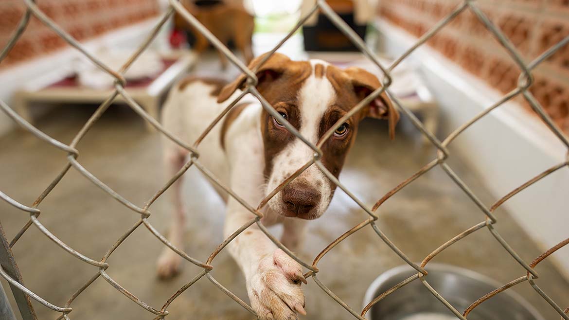 Dog in a shelter