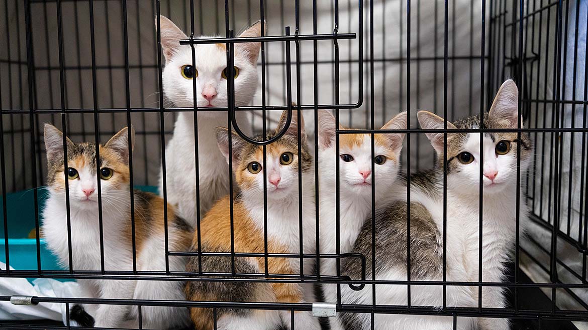 Cats in a cage